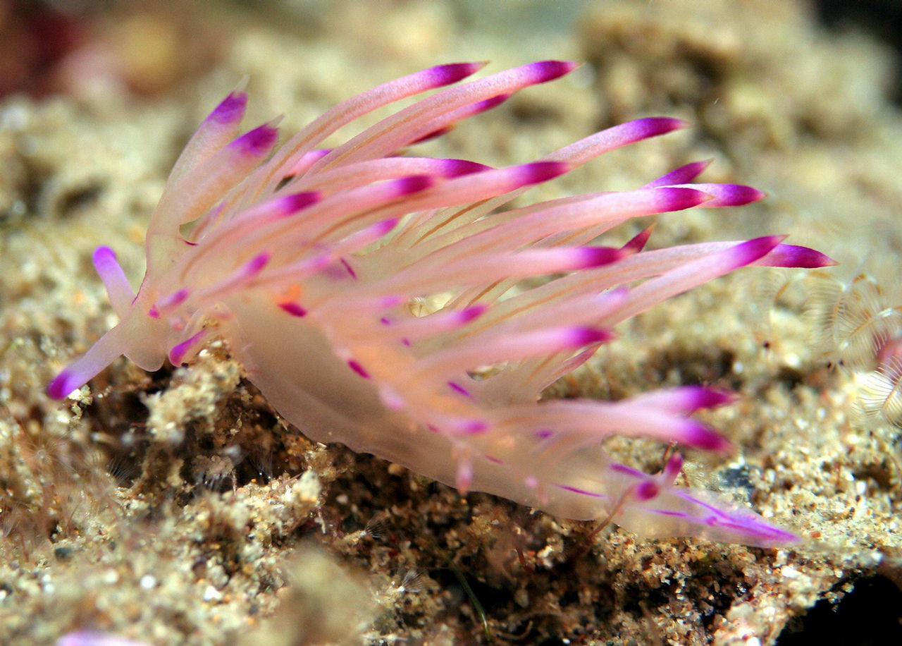 Flabellina sp